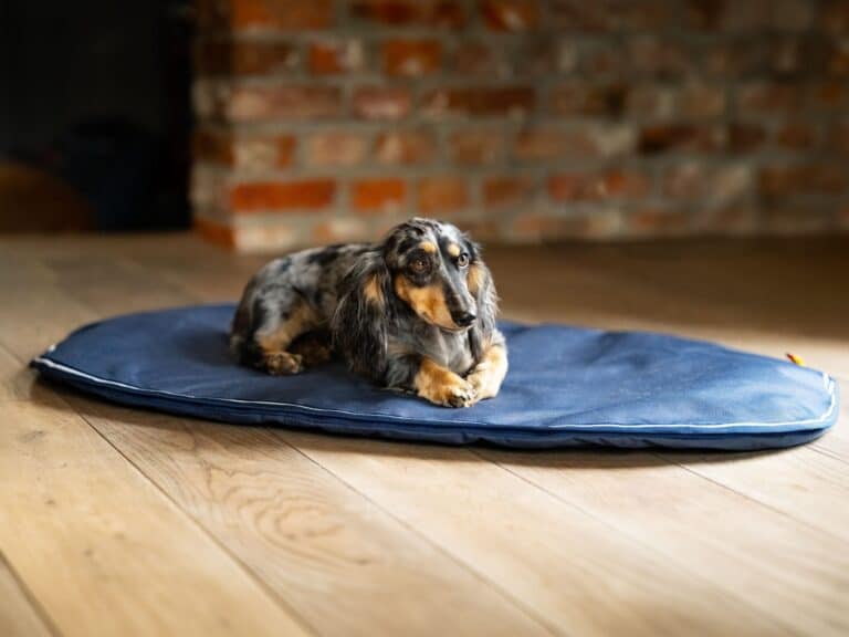 activomed-hundebett-dackel