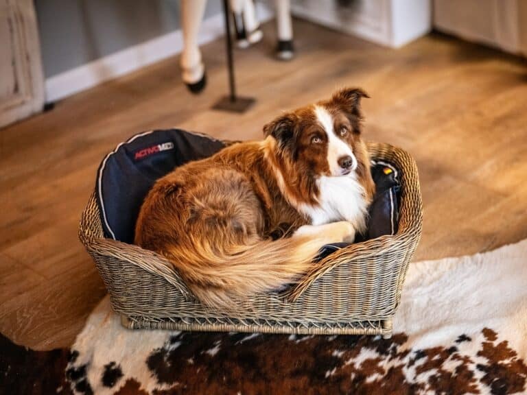 activomed-hundebett-koerbchen
