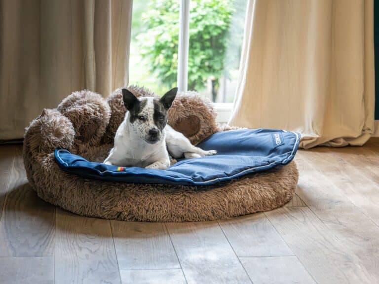 activomed-hundebett-koerbchen-produkt